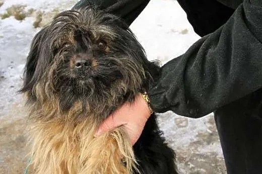Mały, kudłaty Gufi w typie shih tsu marzy o domu i