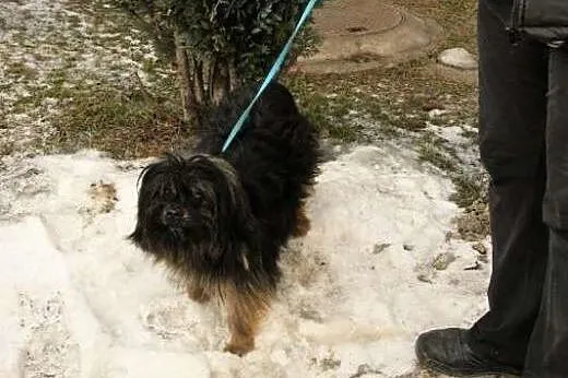Mały, kudłaty Gufi w typie shih tsu marzy o domu i