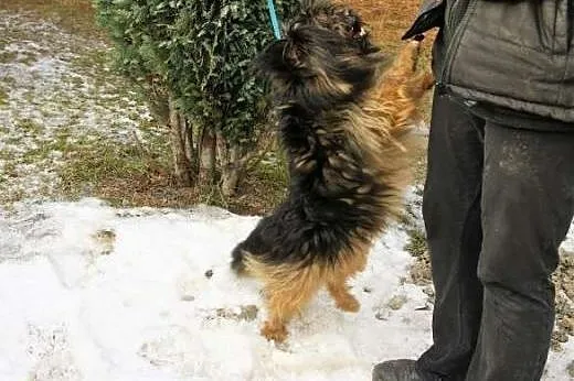 Mały, kudłaty Gufi w typie shih tsu marzy o domu i