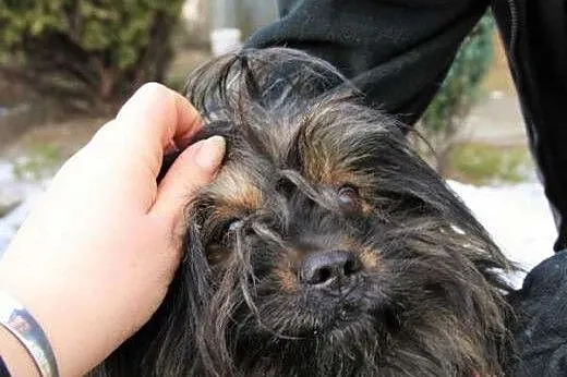 Mały, kudłaty Gufi w typie shih tsu marzy o domu i