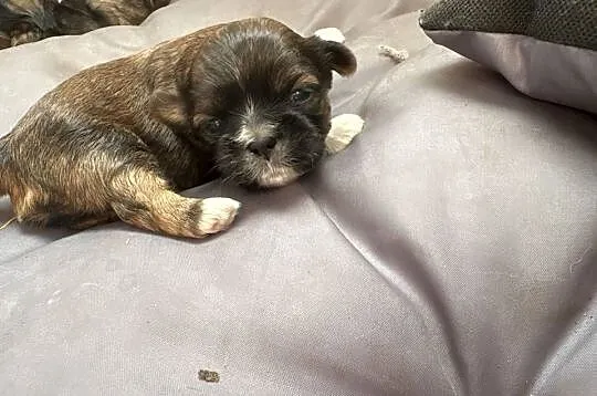Suczka shih tzu