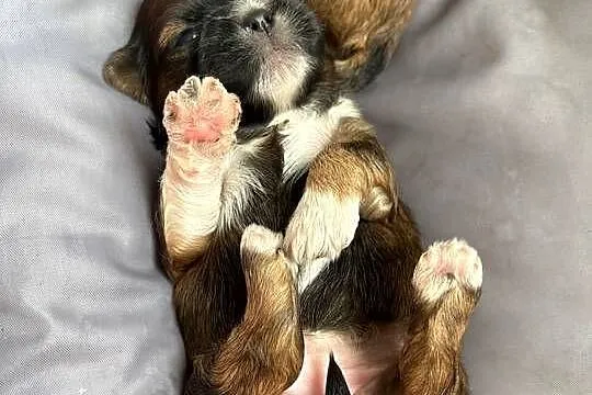 Suczka shih tzu, Mazowieckie, Ciechanów