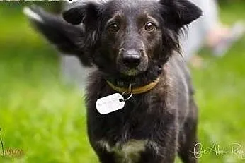AKSA - śliczna, roczna, 10 kg sunia do adopcji!,  mazowieckie Warszawa