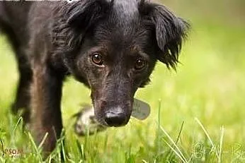 AKSA - śliczna, roczna, 10 kg sunia do adopcji!,  