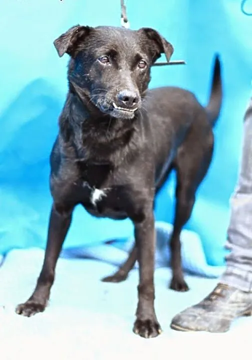 ADOPCJA,średni,przyjazny,lubi dzieci,pies WADER,
