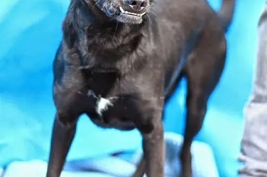 ADOPCJA,średni,przyjazny,lubi dzieci,pies WADER, mazowieckie Warszawa