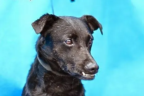 ADOPCJA,średni,przyjazny,lubi dzieci,pies WADER,  