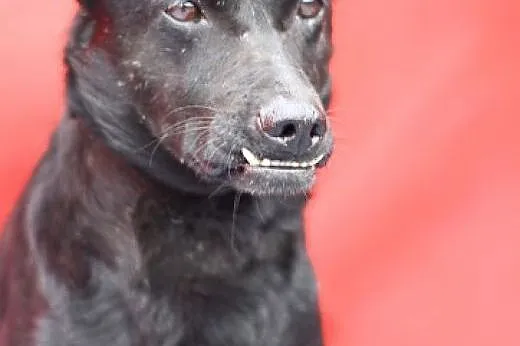 ADOPCJA,średni,przyjazny,lubi dzieci,pies WADER,  