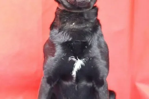 ADOPCJA,średni,przyjazny,lubi dzieci,pies WADER,  