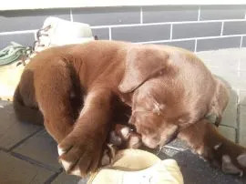 Labrador Retriever szczenieta czekoladowe, szczeniaki