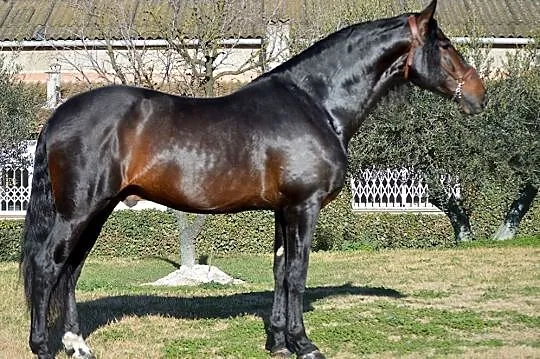 Ogierek do rezerwacji