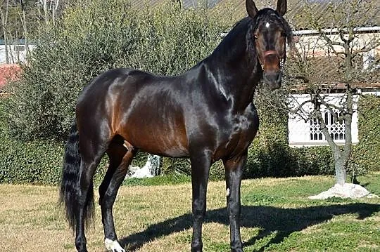 Ogierek do rezerwacji, , 