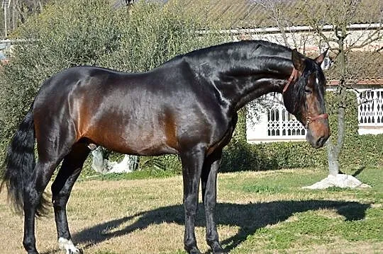 Ogierek do rezerwacji, , 