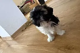 Suczka shih tzu