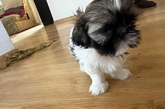 Suczka shih tzu, Mazowieckie, Lipa