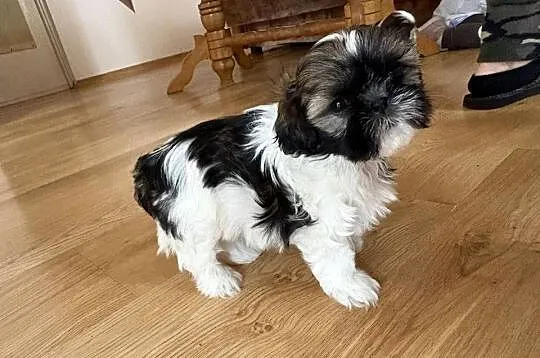 Suczka shih tzu, Mazowieckie, Lipa