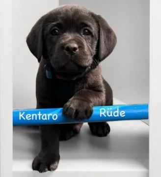Piękne szczenięta rasy labrador szukają nowych domów, , Chełm