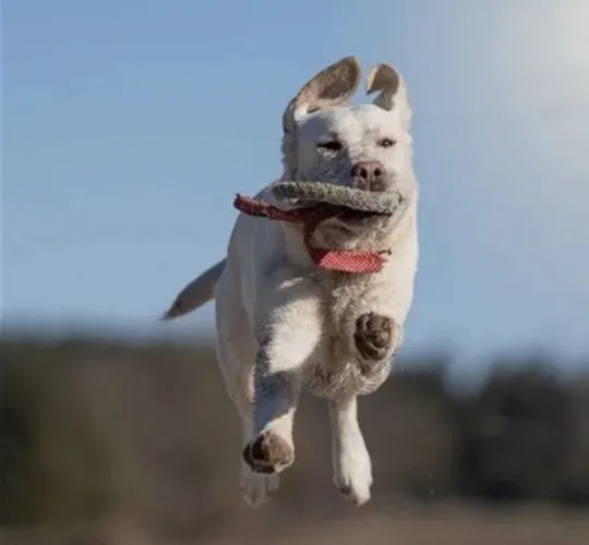 Piękne szczenięta rasy labrador szukają nowych domów, , Chełm