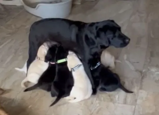 Piękne szczenięta rasy labrador szukają nowych domów