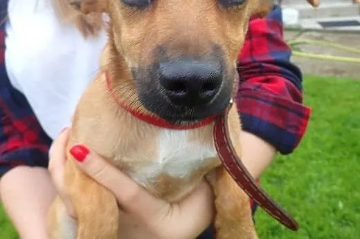 Sezam mini psiak 3kg do adopcji ,  mazowieckie War