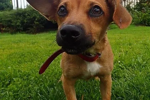 Sezam mini psiak 3kg do adopcji ,  mazowieckie War