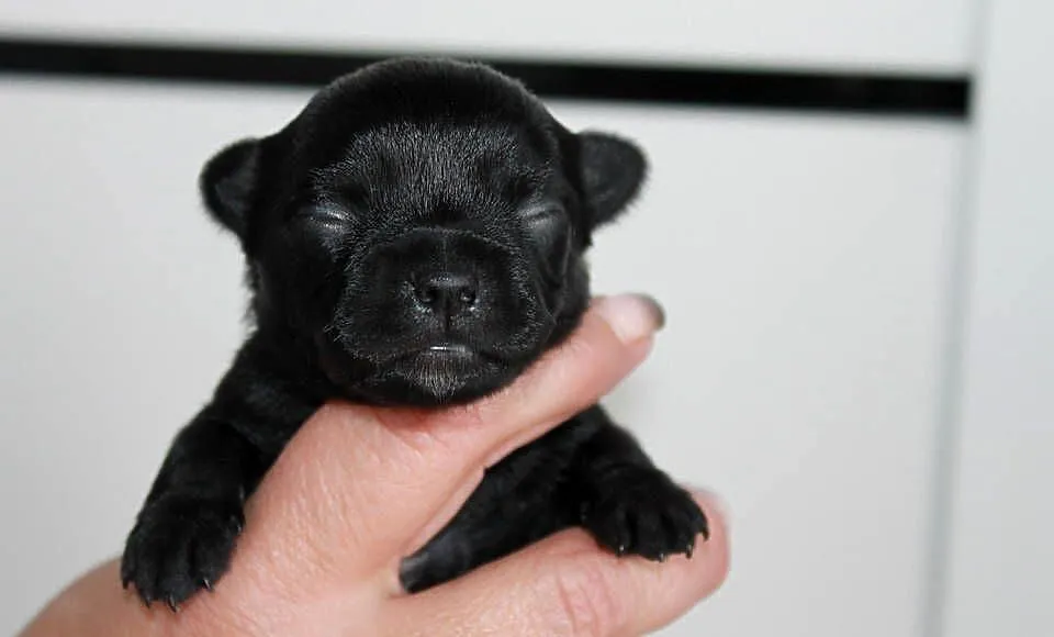 ZAREZERWOWANA Chihuahua suczka ZKwP FCI, Zachodniopomorskie, Świnoujście