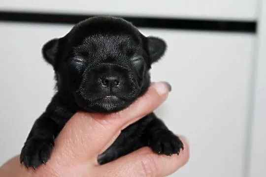 ZAREZERWOWANA Chihuahua suczka ZKwP FCI, Zachodniopomorskie, Świnoujście