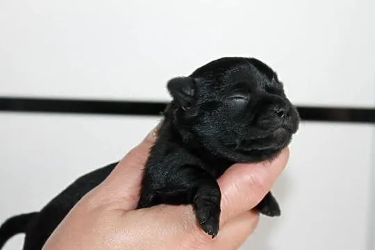 ZAREZERWOWANA Chihuahua suczka ZKwP FCI, Zachodniopomorskie, Świnoujście