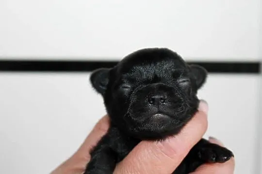 ZAREZERWOWANA Chihuahua suczka ZKwP FCI, Zachodniopomorskie, Świnoujście