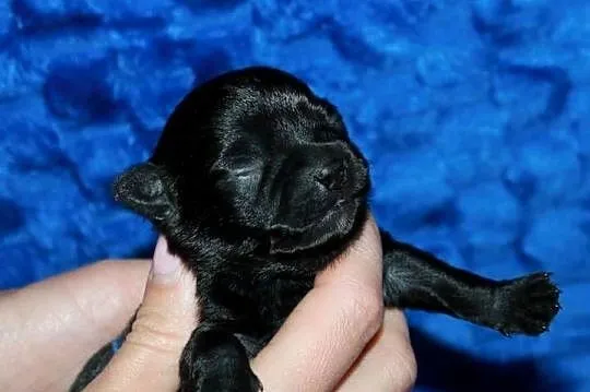 ZAREZERWOWANA Chihuahua suczka ZKwP FCI, Zachodniopomorskie, Świnoujście