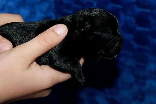 ZAREZERWOWANA Chihuahua suczka ZKwP FCI, Zachodniopomorskie, Świnoujście