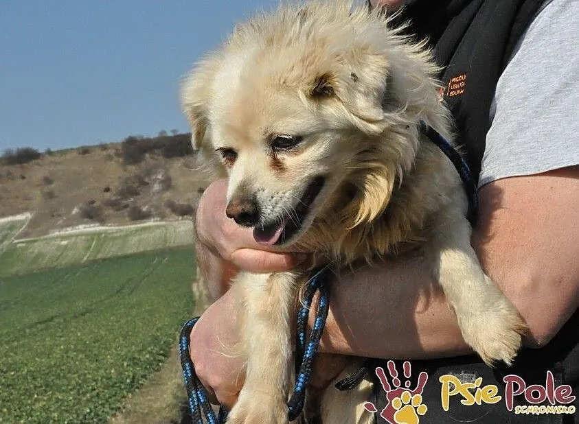 ZBYSIULEK-malutki, spokojny staruszek-szukamy troskliwego domu, adopcja, Małopolskie, Kraków