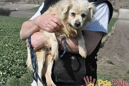 ZBYSIULEK-malutki, spokojny staruszek-szukamy troskliwego domu, adopcja, Małopolskie, Kraków