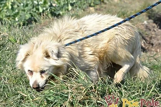 ZBYSIULEK-malutki, spokojny staruszek-szukamy troskliwego domu, adopcja, Małopolskie, Kraków