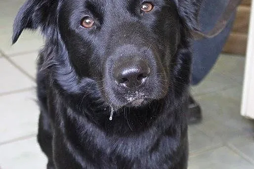 Bruno - śliczny psiak z interwencji szuka nowego d
