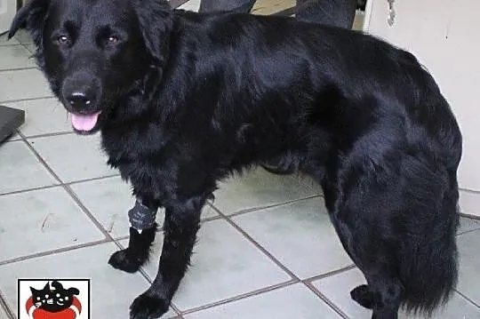 Bruno - śliczny psiak z interwencji szuka nowego d