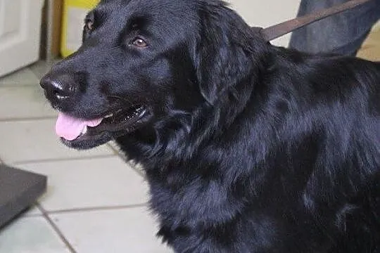 Bruno - śliczny psiak z interwencji szuka nowego d