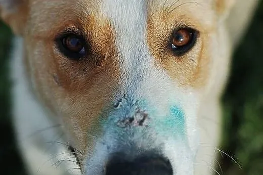 Aster do adopcji , mazowieckie Warszawa