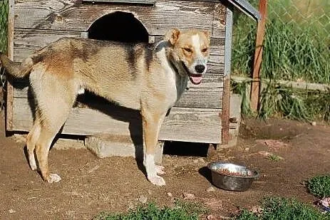 Aster do adopcji ,  mazowieckie Warszawa