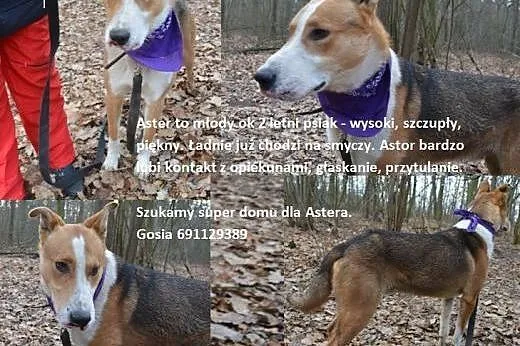 Aster do adopcji ,  mazowieckie Warszawa