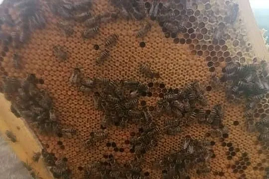 Matki pszczele, Wielkopolskie, Borucino