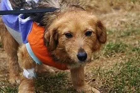 Szyszka poleca się do adopcji.,  śląskie Katowice