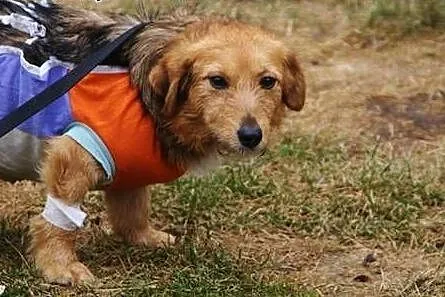 Szyszka poleca się do adopcji.,  śląskie Katowice