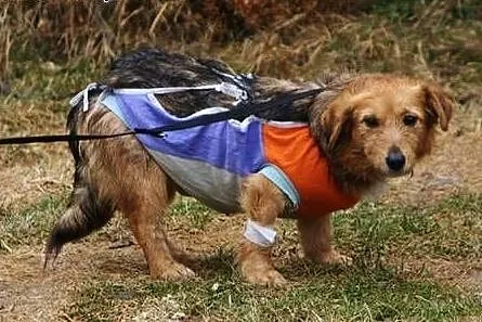 Szyszka poleca się do adopcji.,  śląskie Katowice