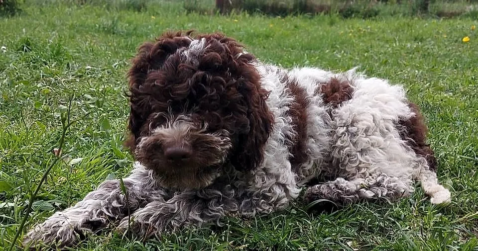 Lagotto Romagnolo, Śląskie, Będzin