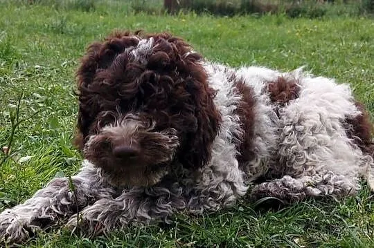 Lagotto Romagnolo, Śląskie, Będzin