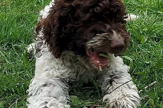 Lagotto Romagnolo, Śląskie, Będzin