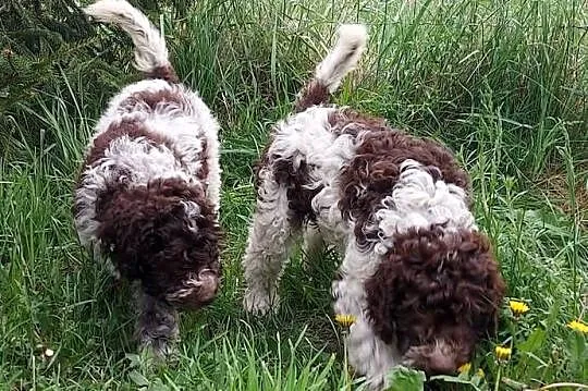 Lagotto Romagnolo, Śląskie, Będzin