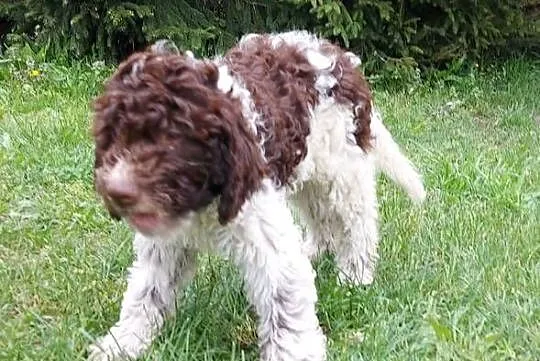 Lagotto Romagnolo, Śląskie, Będzin