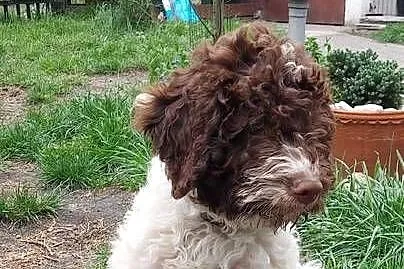 Lagotto Romagnolo, Śląskie, Będzin